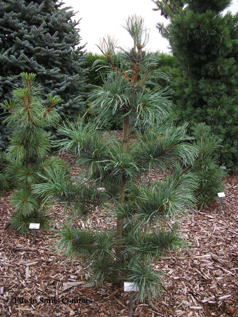 Pinus koraiensis 'Silveray'